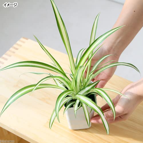 Amazon｜（観葉植物）オリヅルラン 3号（1ポット） 北海道冬季発送