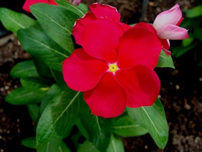 Guruji Plantation Sadabahar/Periwinkle Indoor Plant For Home and Garden with Pot (Pack of 1) (Red) (B0BT9P9PDD) Amazon Price History, Amazon Price Tracker