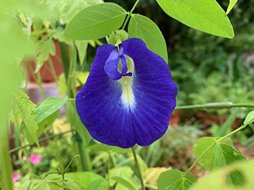 Plantooo Butterfly Pea Seeds for Planting Outdoors - 40 Seeds - Clitoria Ternatea Seeds - Non GMO Heirloom - Blue Butterfly Pea Flower Seeds