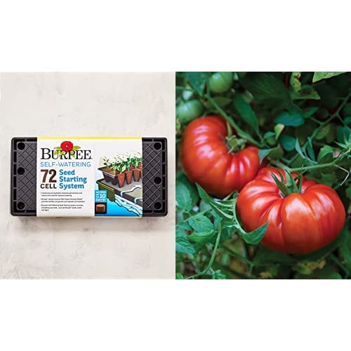 Burpee Self-Watering Seed Starter Tray (72 Cells) and Steakhouse Tomato Seeds Bundle