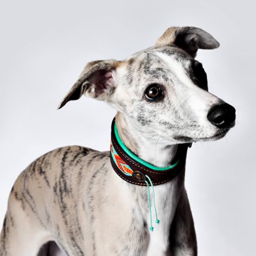 DWAM Hundehalsband – Hundehalsband – Türkis – Leder – S – 22–26 x 4 cm – Paddy Lee Windhund - Halsumfang zwischen 22-26 cm