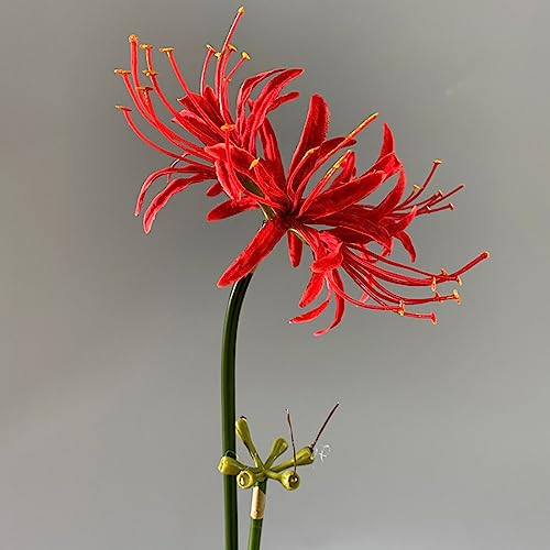 Image of 4 Stems 26.38'' Artificial Spider Lily Flowers Lycoris Radiata for Home Garden Decoration Red