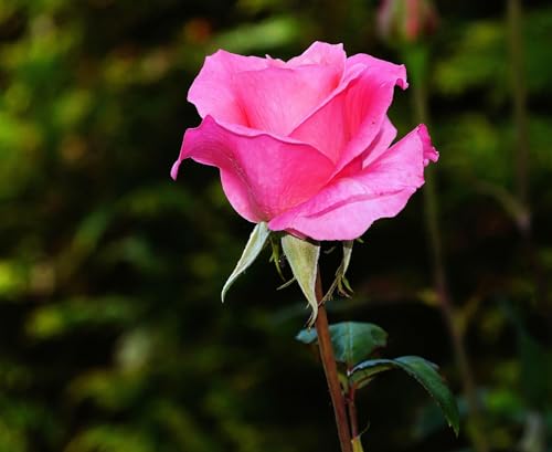Tiffany Hybrid Tea Rose Plant