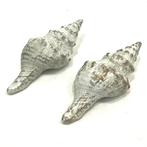 Set of 2 Paper Mache Seashells Decoration
