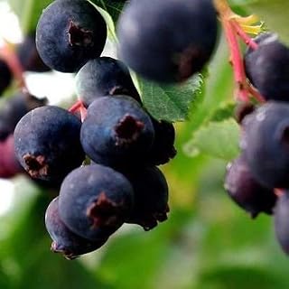 Saskatoon Serviceberry Bush Seeds (Amelanchier alnifolia Smokey) 40 Seeds