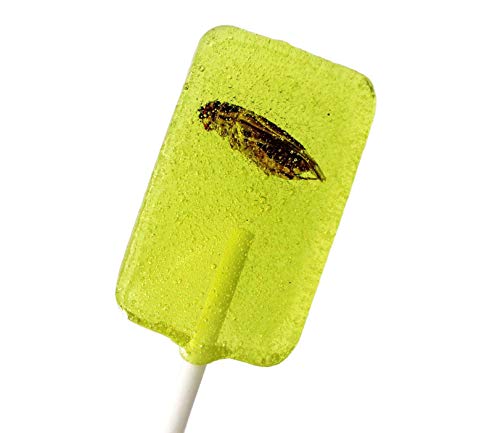 Essbare Insekten Snack-Set: Insektenriegel, Insektenlutscher & Insektenschokolade - Insekten zum Essen von SNACK insects