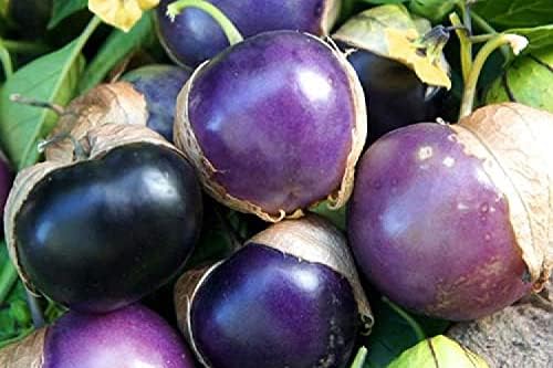 Miniatura 2 de Semillas de tomatillo morado para plantar más de 50 semillas para plantar semillas de jamberry de tomate de cáscara mexicana sin OMG