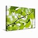 Produktbild Premium Textil-Leinwand 45 x 30 cm Quer-Format Gingko biloba - der Heilige Baum | Wandbild, HD-Bild auf Keilrahmen, Fertigbild auf hochwertigem Vlies, Leinwanddruck von Thomas Herzog