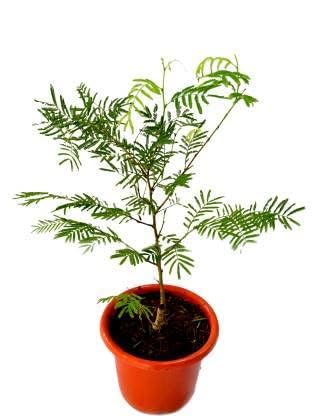 Gravendo Original Live Shami/Sami/Prosopis Cineraria Good Luck Plant (B0BZ3LBQXW) Amazon Price History, Amazon Price Tracker