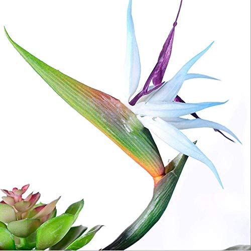 Vase Tree Bird Of Paradise Artificial Flower Set Artificial Plant Decoration, Home Artificial I Decoration, Floral Decoration Plus Flower Set Artificial I Cedar Artificial Tree, Lsxysp #TOP3