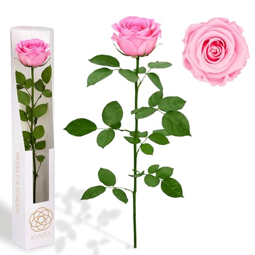 Gdecora Rosa Preservada Eterna Natural con Tallo 55cm Mujer,Mamá,Novia,Abuela  Flores Infinita para Cumpleaños,San Valentín,Día de la Madre,Navidad   Envío a Domicilio (Bridal Pink)