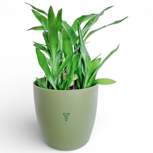 Image of Lucky Bamboo Live Indoor Plant combo | Low Maintenance Feng Shui & Vastu Good Luck Plant for Home and Office Decor (Round Pot)