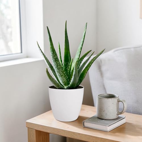 Carbeth Plants Aloe Vera Plant in Decorative White 12cm Pot - Easy Care Indoor Houseplant - Air Purifying Succulent for Home Office & Gift