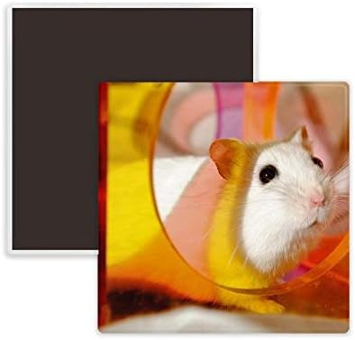 White Rat Animal Pet Game Toys Square Ceramics Fridge Magnet Keepsake Memento image 2