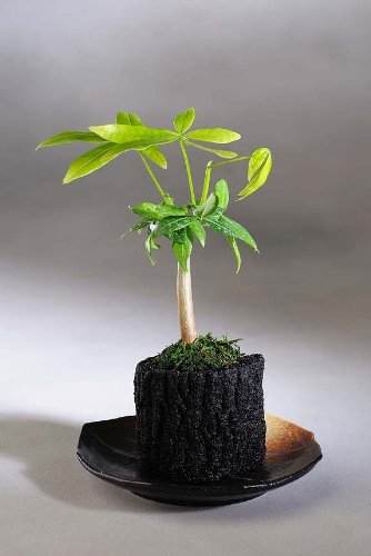 mf✳︎　観葉植物2点おまとめ Amazon｜炭花壇 観葉植物 5種セット【ミニ】 ※陶器皿付き｜観葉植物