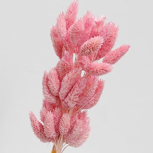 Ramos de flores secas 50 piezas cola de conejo rosa miniatura 5