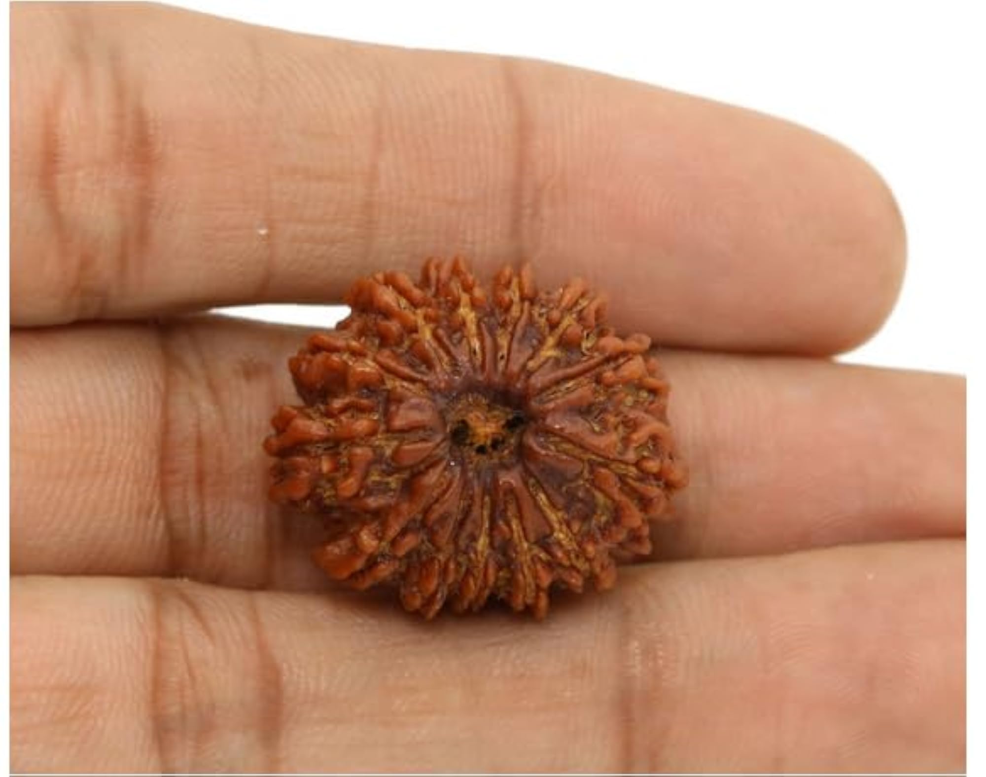 Genuine Terah Mukhi Rudraksha Beads from Nepal