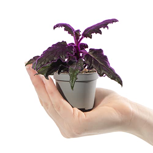 Baby Purple Velvet Plant - Gynura Auranti Indoor Houseplant in 6cm Pot | Mini Plant with Purple Leaves | for Home and Office | Grow Your Own Baby Plants