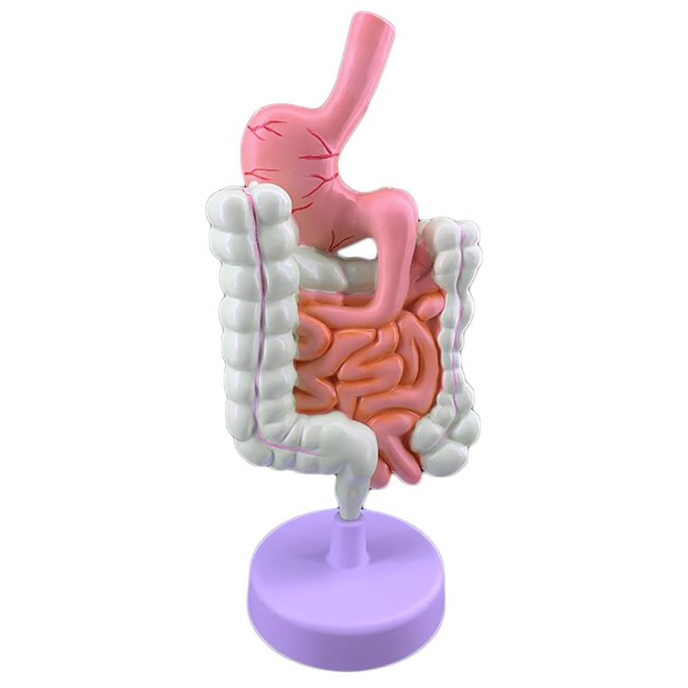 Modele układu trawiennego człowieka, model anatomii przewodu pokarmowego, odłączana konstrukcja, przyjazny dla środowiska materiał PVC, prawdziwa odbudowa, do nauki w klasie, wyświetlacz mat
