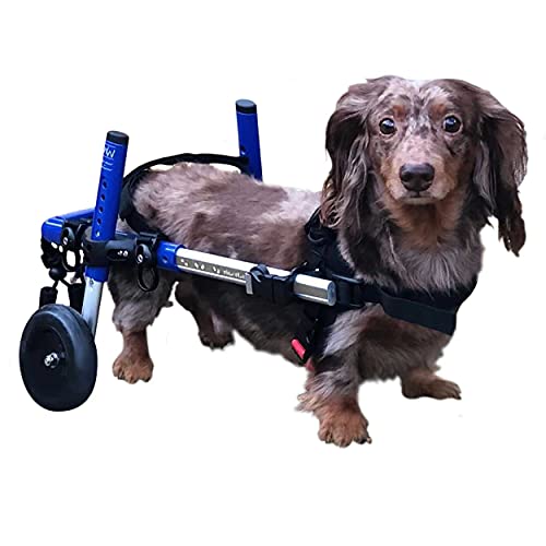 Best Dog Wheelchair Top 10 Picks for Quick Recovery!