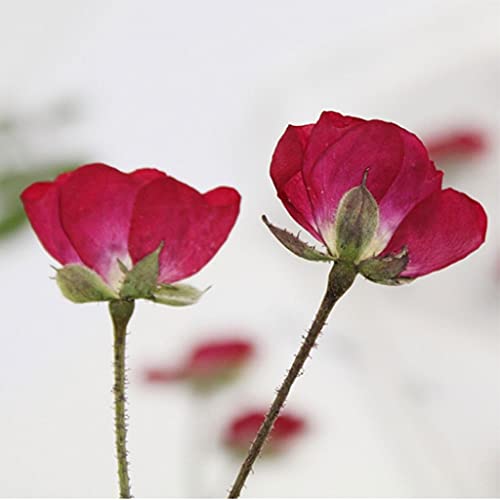 Flor Natural de Rosa Prensada con Tallo para Decoración miniatura 3