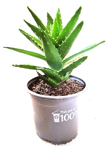 How long does fruugo take to deliver How long does fruugo take to deliver