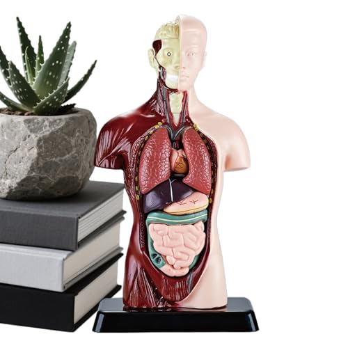 Modèle du corps humain transparent et kit d'apprentissage scientifique