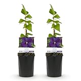 Clematis 'Star of India' hat wunderschöne tiefblaue Blüten mit einem klaren weißen Rand und blüht von Juni bis September, mit dunkelgrünem Blatt, das eine schöne Ergänzung bietet.