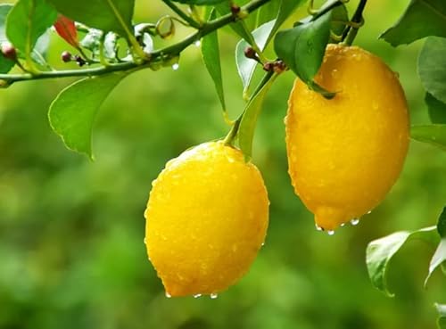 Lemon Tree Seeds, 50 Seeds,Grow A Delicious Fruit #TOP1