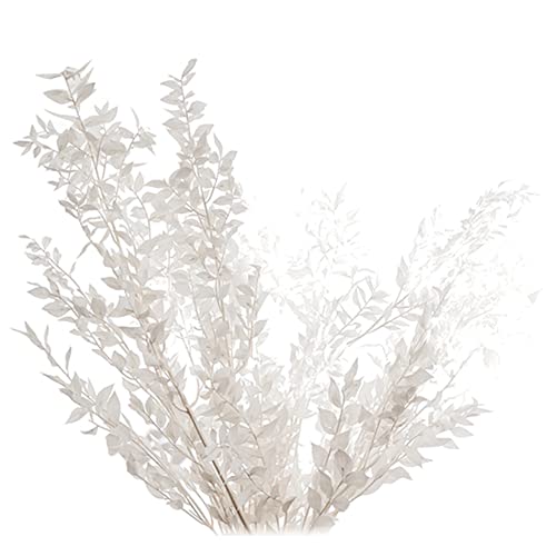 Ramo de Flores Preservadas Dried Ruscus 45 cm Blanco miniatura 1