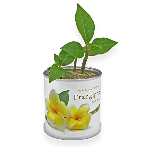 MacFlowers® Frangipani | Anzuchtset als besonderes Geschenk | Öffnen Gießen Freuen | Dankeschön Yoga Tempelbaum Yogabaum yellow