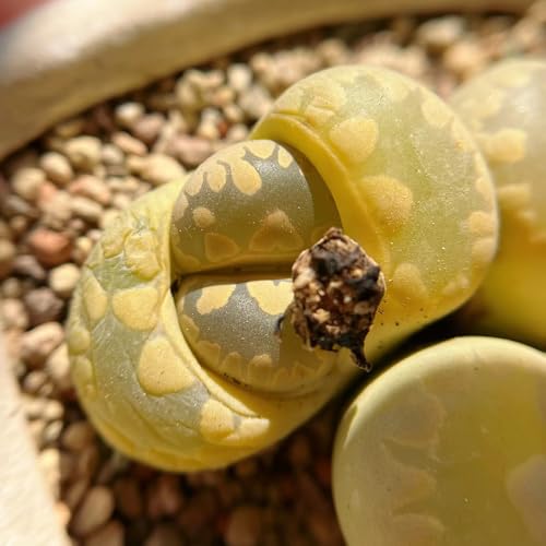 semi di pietre viventi di lithops - vecchie varietà da appartamento facili da curare decorative serre balcone arredamento del soggiorno per giardinieri 200pcs