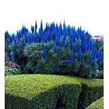 Pride of Madiera-Echium fastuosom 25+ Seeds