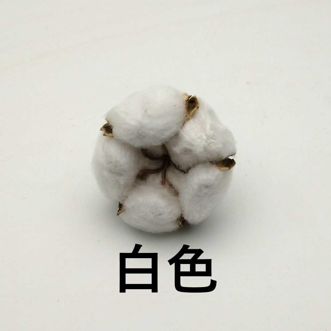 Amazon.co.jp: 無農薬栽培 綿花の種 洋綿白 30粒 : DIY・工具・ガーデン
