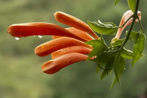Image of Live Flame Vine Orange Trumpet Flower Plant with Pot | Pyrostegia Venusta Bignonia Climbing Creeper | Fast Growing Flowering Vine for Home Garden Balcony Terrace Wall Fence Decor | Pack of 1