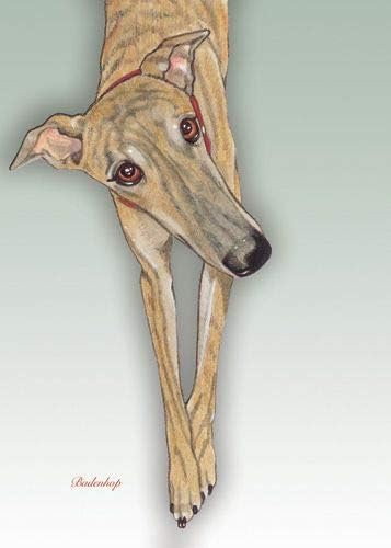 Greyhound Blank Note Cards Boxed