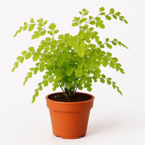 Maidenhair Fern | Live Plant for Indoor & Outdoor |