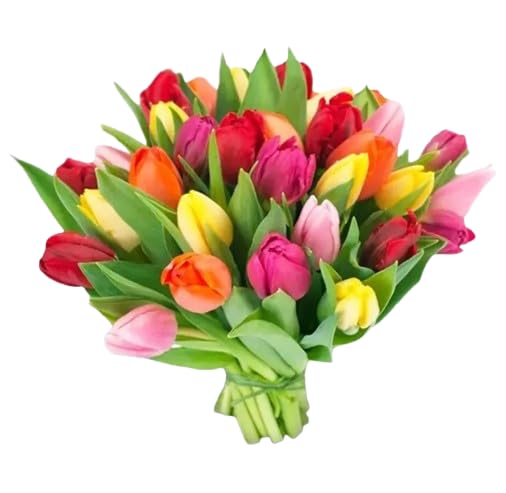 Ramo de Tulipanes Naturales y Frescos con 50 Flores Elegantes para Regalar