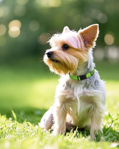 Joytale Small Dog Collar, Reflective and Adjustable Nylon Collar with Quick-Release Buckle, Lightweight No-Choke Design for Small Dogs, Green, 5/8" Width