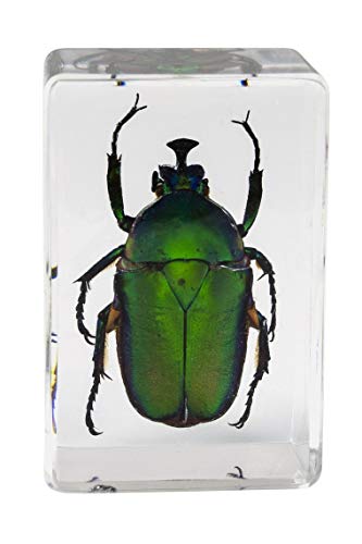 Celestron 3D Bug Specimen Kit #5 #TOP3