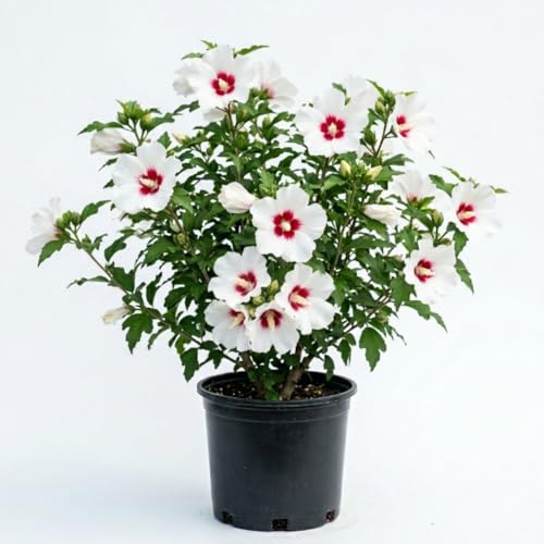 Rose of Sharon Plant Live Red White Rose of Sharon Tree Live Plant 2 to 6 Inc Tall Flowering Althea Hibiscus Bush for Outdoor Gardening