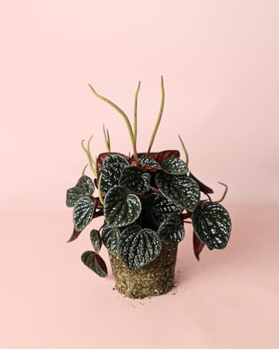 PUR PLANT Peperomia Chocolate | Planta Natural De Interior Pet Friendly y Purificadora | Hojas Cobrizas De Textura Acanalada | Elegante, Resistente y Decorativa | Maceta De Ø12 cm