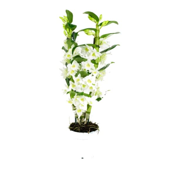 Dendrobium Nobile Star Class Apollo Planta Natural con Flores de Color Blanco