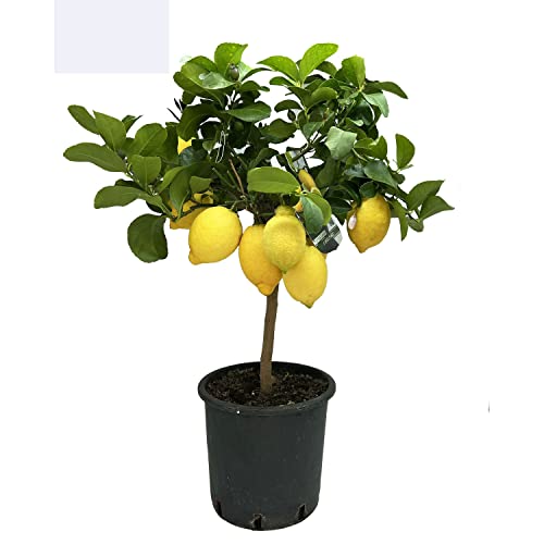 SAVINI VIVAI Plante de citron Arbre d'agrumes Carrubaro Citron à arbre en pot de 20 cm hauteur 70 cm 2-3 ans de greffe Made Italy