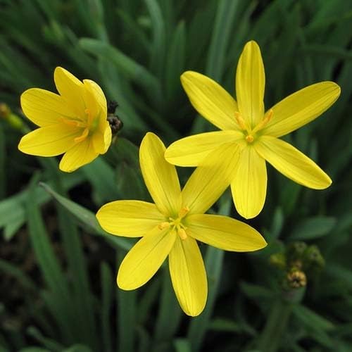 Plant World Seeds - Sisyrinchium Californicum Seeds (Perennial Flower Seeds)