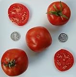 Las semillas de tomate Marglobe impresionante máquina de cortar, 40 pcs