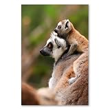 Postereck - 3502 - Lemur, Affe Tier Mutter Kind Natur 