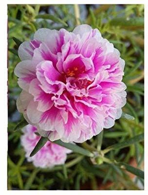 Corofitam_Portulaca PlantLive Portulaca/9 O Clock Pink & White Flower Charming Decorative Outdoor Plant 1 Healthy Live Plant With Plastic Bag (B0B3XK7Y3F) Amazon Price History, Amazon Price Tracker