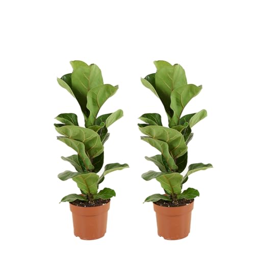 Bloomique - 2er Set - Ficus Lyrata Bambino - Geigenfeige - Zimmerpflanzen - Pflegeleicht - Luftreinigend - Höhe 30-40 cm - Topf 12 cm