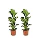 Bloomique - 2er Set - Ficus Lyrata Bambino - Geigenfeige - Zimmerpflanzen - Pflegeleicht - Luftreinigend - Höhe 30-40 cm - Topf 12 cm
